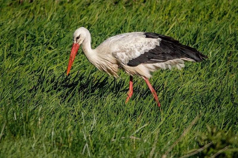 White Stork (Ciconia ciconia), on field, Galicia, Spain
