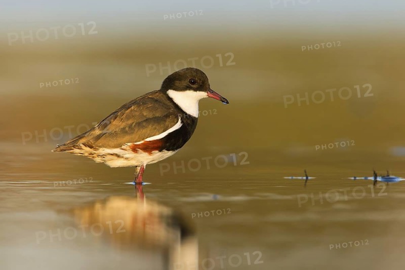 Red-kneed Dotterel (Erythrogonys cinctus), Victoria, Australia