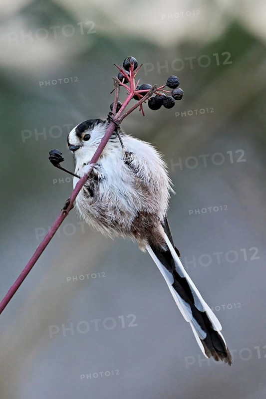 Long-tailed Tit (Aegithalos caudatus), eating fruit, Switzerland