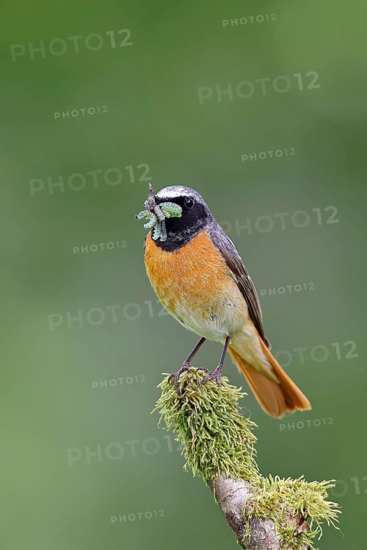 Redstart (Phoenicurus phoenicurus), male with caterpillars in beak on mossy branch, songbird, wildlife, Wilnsdorf, North Rhine-Westphalia, Germany