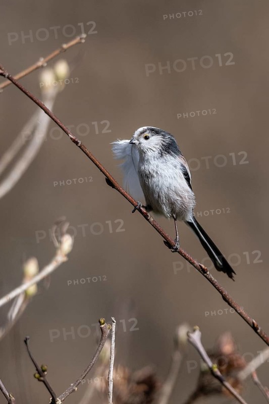 Long-tailed Tit (Aegithalos caudatus) at the nest, North Rhine-Westphalia, Germany