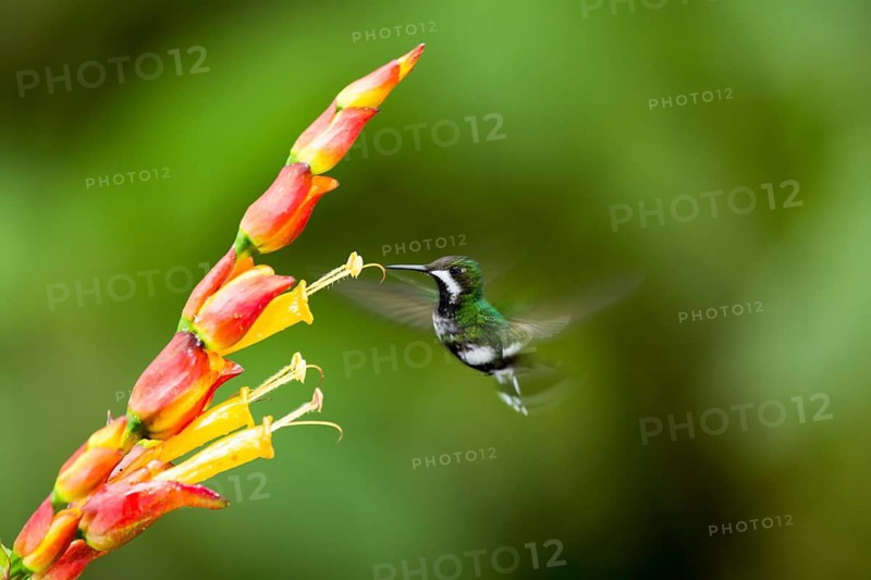 Green Thorntail (Discosura conversii) female flying and feeding on flower nectar, Pichincha, Ecuador