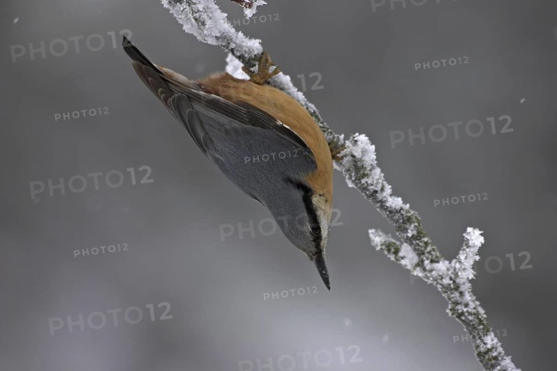 Eurasian Nuthatch (Sitta europaea), Rhineland-Palatinate, Germany
