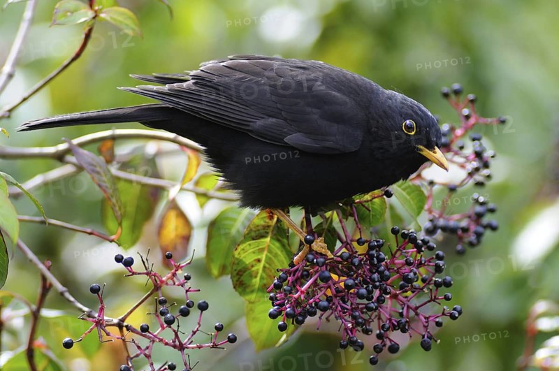 Black Thrush (Turdus infuscatus), Guatemala