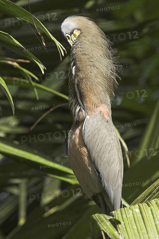 Fasciated Tiger Heron (Tigrisoma fasciatum), Costa Rica