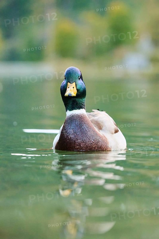 Wild duck (Anas platyrhynchos) male swimming in the water, lake, Bavaria, Germany