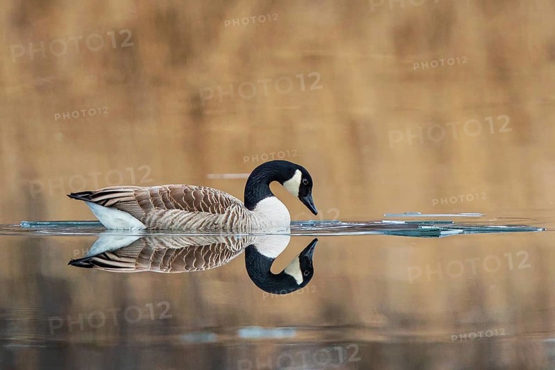Canada Goose (Branta canadensis), Baden-Wuerttemberg, Germany