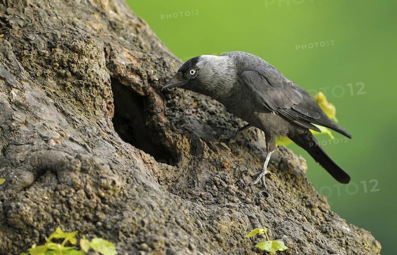 Dohle (Corvus monedula), Jackdaw, Altvogel an der Bruthoehle, Mai, Borken, Muensterland, Nordrhein-Westfalen, Deutschland