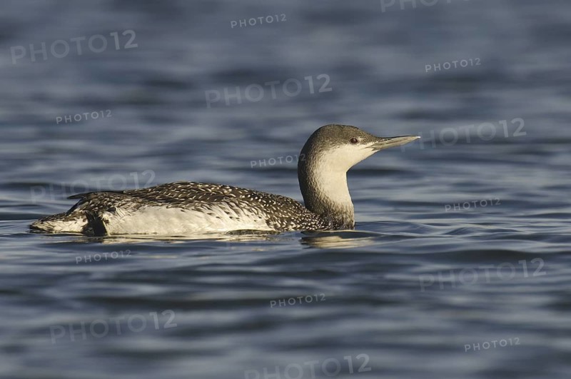 Red-throated Loon (Gavia stellata), California, USA