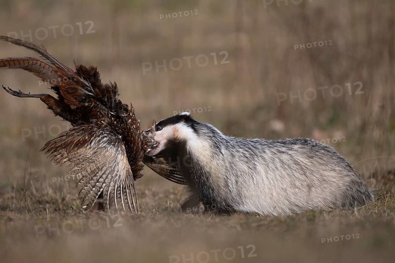 European badger (Meles meles), Bitburg, Rhineland-Palatinate, Germany