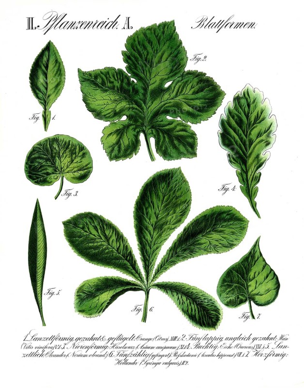Leaf forms, formae foliorum, from the plant kingdom, reproduction of a historical school painting, mural or teaching board, authentic, exact date unknown