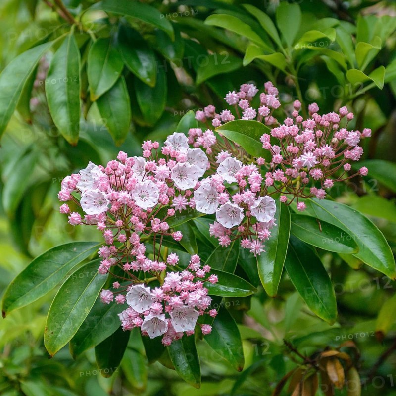 Mountain laurel (Kalmia latifolia), Trengwainton, Great Britain