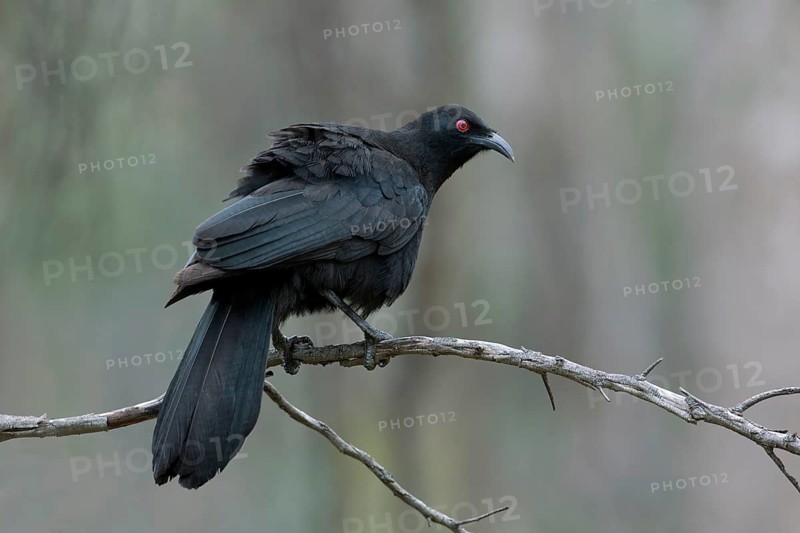 White-winged Chough (Corcorax melanorhamphos), Victoria, Australia