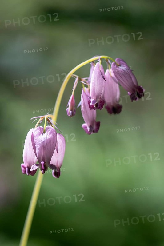 Dwarf heartleaf (Dicentra eximia), Emsland, Lower Saxony, Germany