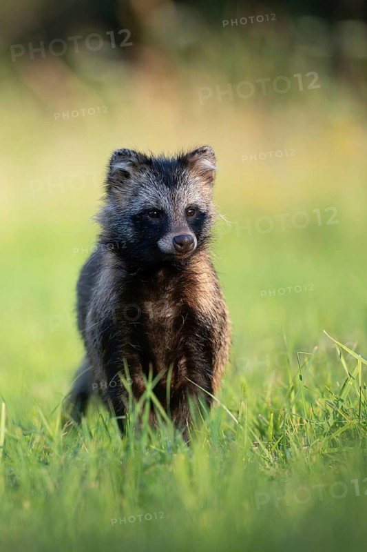 Raccoon dog (Nyctereutes procyonoides) looking curiously at a forest clearing, portrait, Podlaskie Voivodeship, Poland