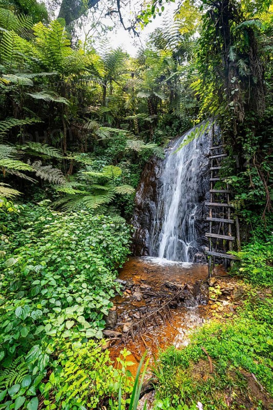 Waterfall in rainforest with tree ferns, Rushaga, Bwindi Impenetrable Forest, Uganda
