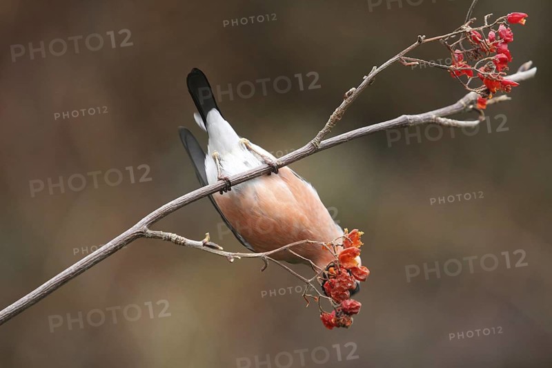 Eurasian Bullfinch (Pyrrhula pyrrhula) male, Lower Saxony, Germany