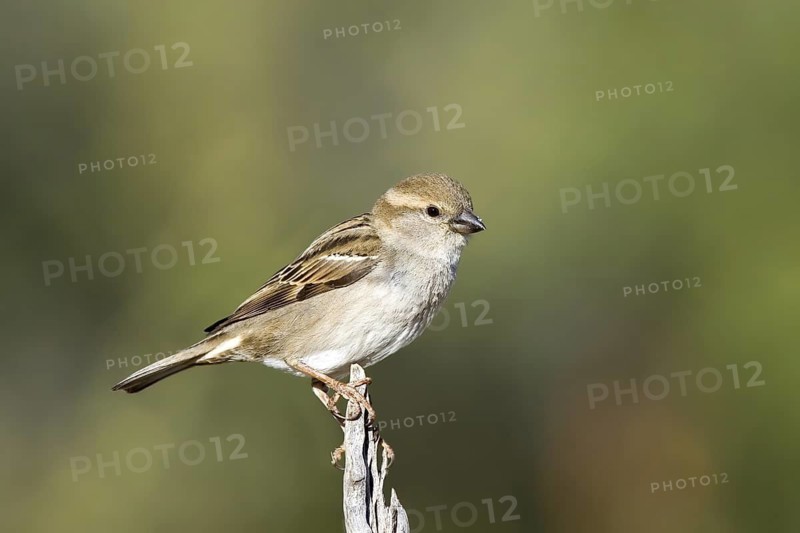 House Sparrow Passer domesticus Tucson, Pima County, ARIZONA, United States 14 March Adult Female Passeridae