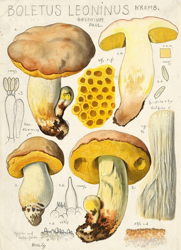 Mushroom, fungi, Boletus leoninus, authentic reproduction of an illustration by Hans Walty (1868-1948) from about 1915, historical