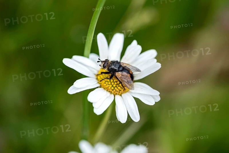 House Fly (Muscidae) on flowering daisy (Leucanthemum) in wild, natural flower meadow, Germany