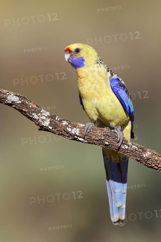 Yellow Rosella (Platycercus elegans flaveolus), Victoria, Australia