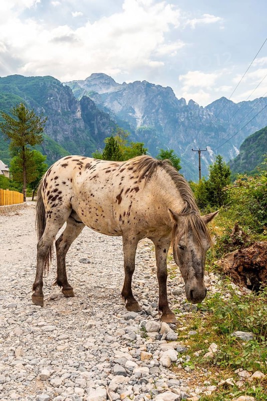 A horse on the trail in the valley of Theth national park, Albania. Albanian Alps