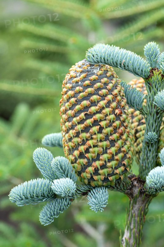 Noble fir (Abies procera 'Glauca'), BS Sämann, Germany
