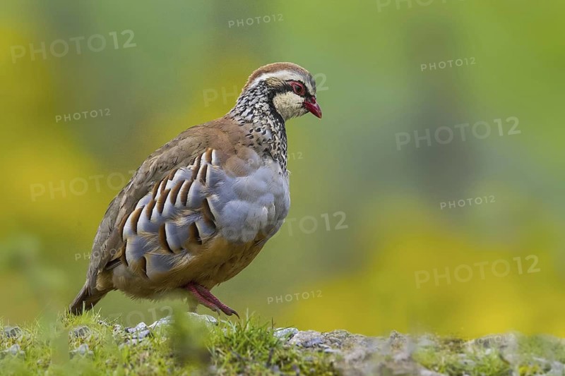 Red-legged Partridge (Alectoris rufa), Yorkshire, United Kingdom