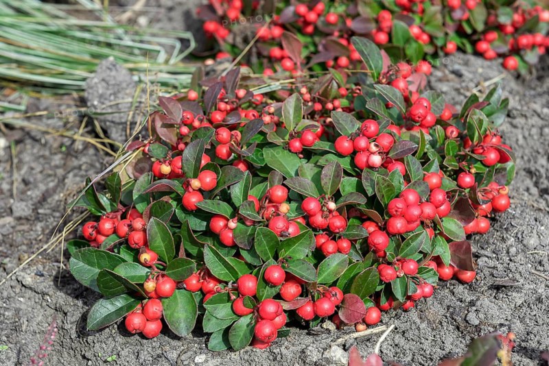 Carpet berry (Gaultheria procumbens), IGA 2017, Germany
