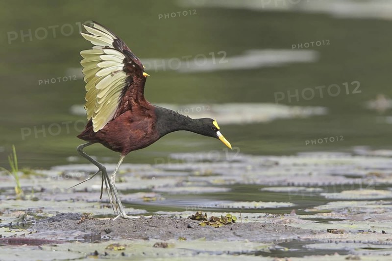 Northern Jacana (Jacana spinosa), Costa Rica