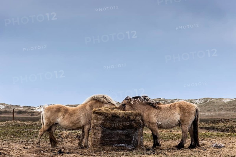 Ponies eat hay in front of the sand dunes, Norddorf, Amrum, Schleswig-Holstein, Germany