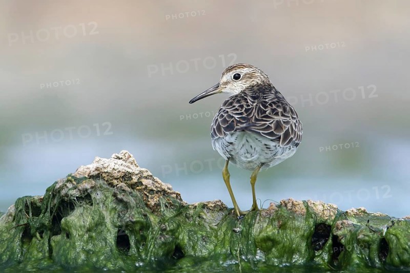 Sharp-tailed Sandpiper (Calidris acuminata) at shoreline, Victoria, Australia