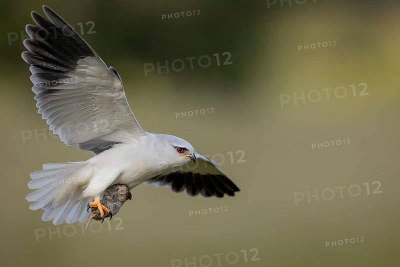 Slider (Elanus caeruleus), in flight with a vole, Extremadura, Spain