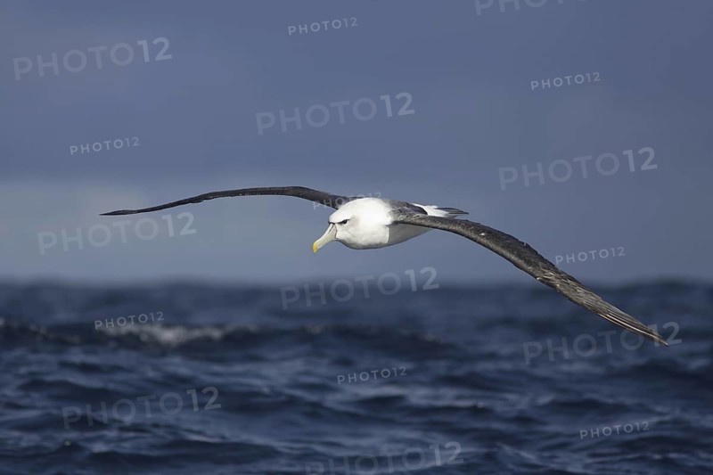 Shy Albatross (Thalassarche cauta) flying, Victoria, Australia