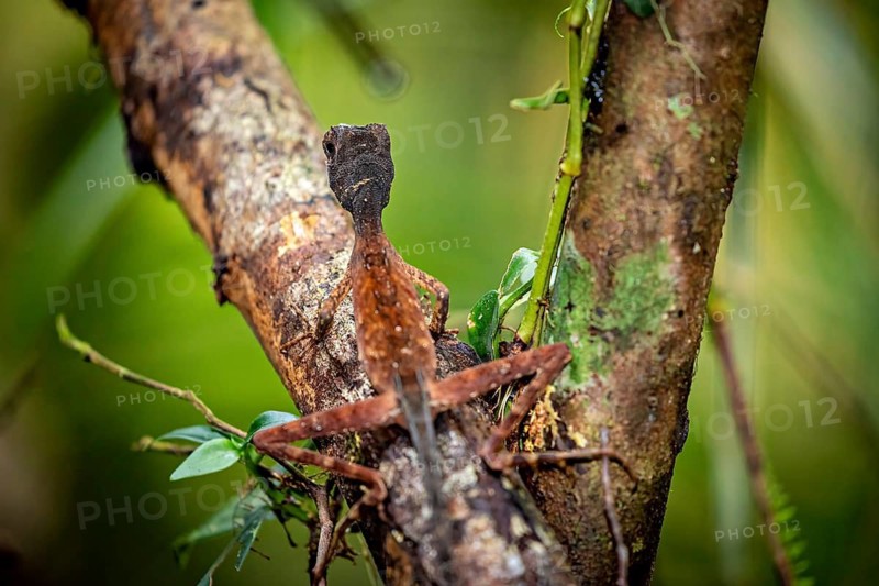 Lizard camouflaging itself on a tree trunk in the dense forest, kangaroo lizard (Agasthyagama) in the jungle of Ratnapura in Sri Lanka
