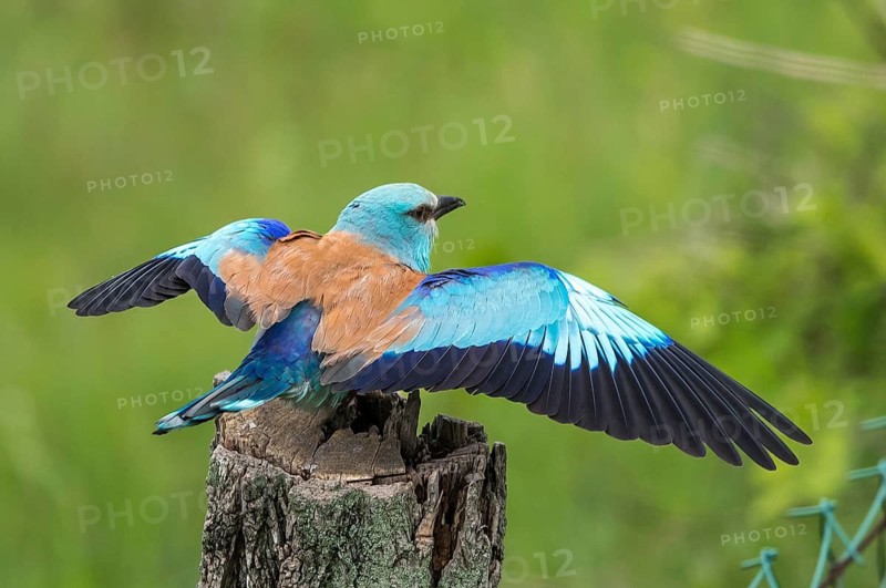 European Roller (Coracias garrulus) perched on a stump with spread wings, Subotica, Serbia