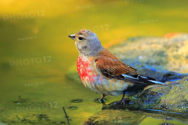 Common Linnet (Linaria cannabina) male at waterhole, Andalusia, Spain