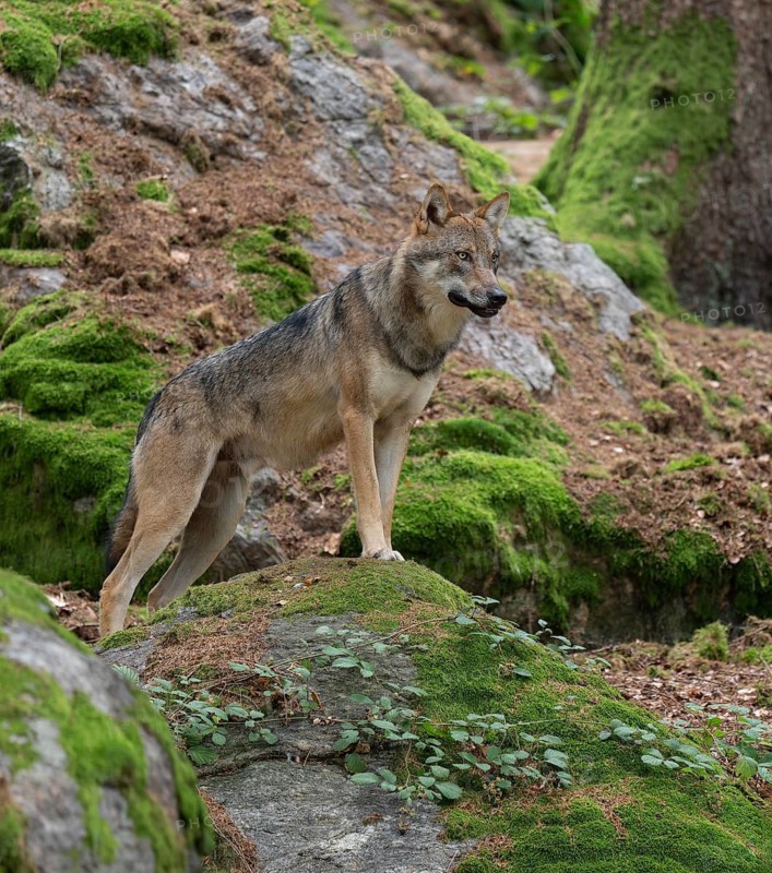 Wolf (Canis lupus) standing on a moss-covered rock and looking attentively, captive, Bavarian Forest National Park, Bavaria, Germany