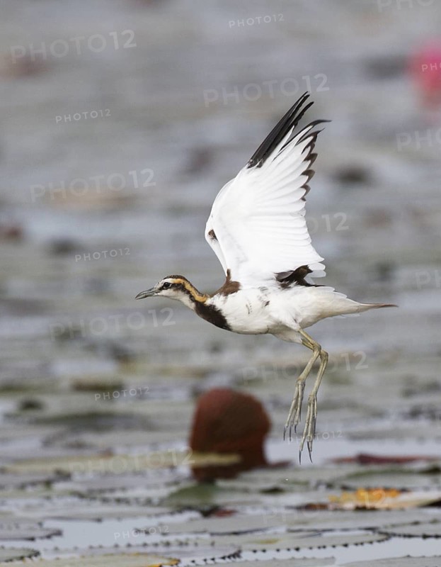 Pheasant-tailed Jacana (Hydrophasianus chirurgus) flying, Bueng Boraphet, Thailand