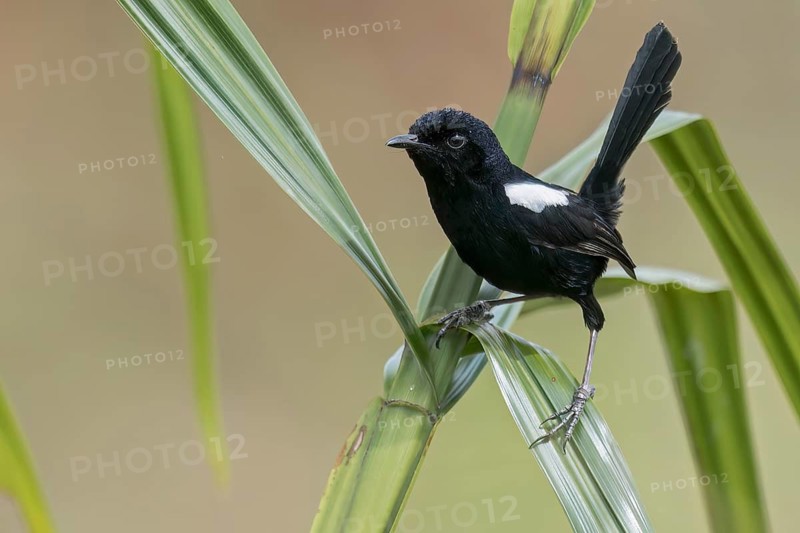 White-shouldered Fairywren (Malurus alboscapulatus) perched on a branch in Papua New Guinea