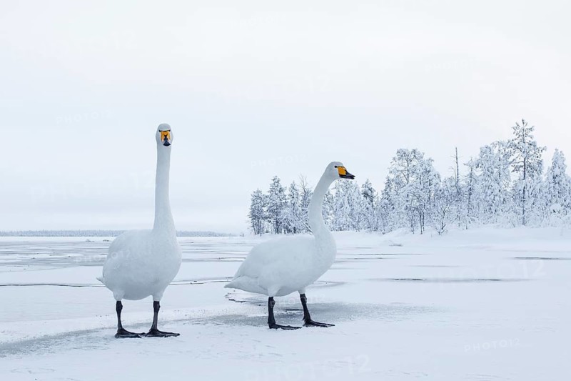 Whooper Swan (Cygnus cygnus), Finland