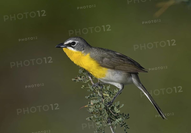 Yellow-breasted Chat (Icteria virens), Arizona, USA
