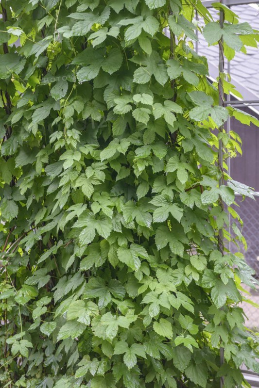 Common hop (Humulus lupulus), O-Schatz-Park, Oschatz, Saxony, Germany