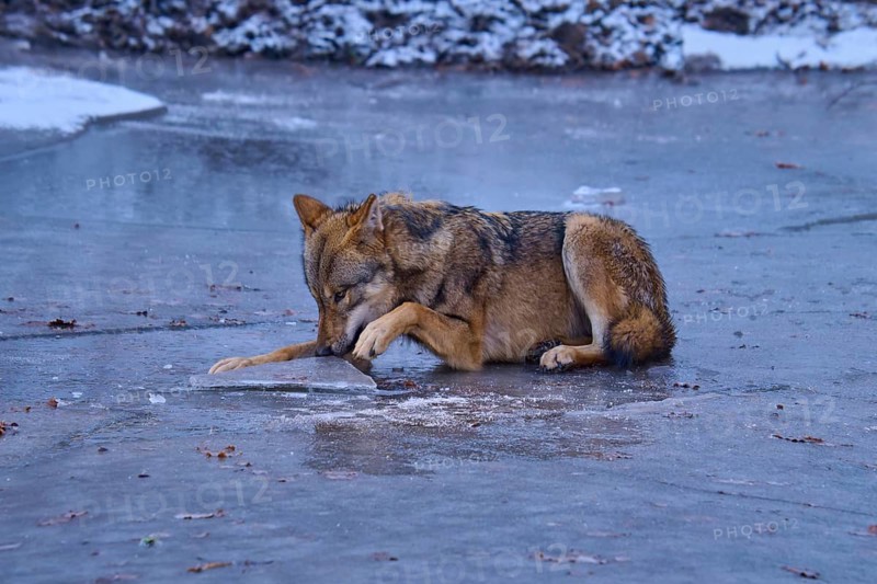 A wolf lies on the frozen lake and examines the ice with its mouth, Winter, Wolf (Canis lupus), Germany