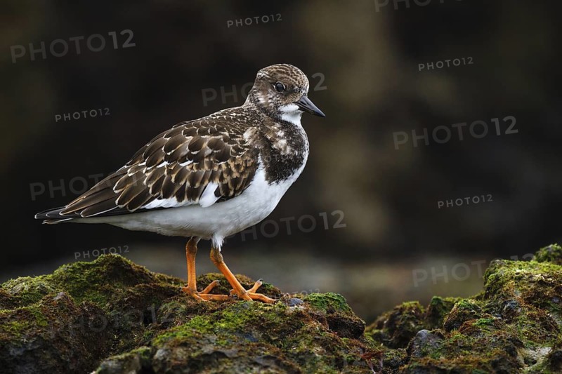 Ruddy Turnstone (Arenaria interpres) juvenile, Asturias, Spain