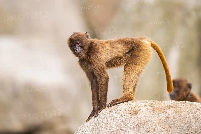 Gelada (Theropithecus gelada) standing on a rock, captive, Germany