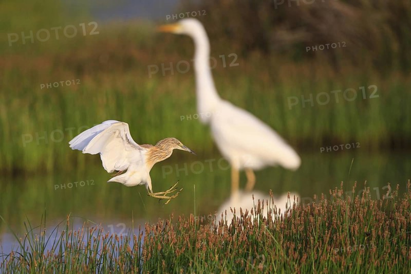 Squacco Heron (Ardeola ralloides), North Rhine-Westphalia, Germany