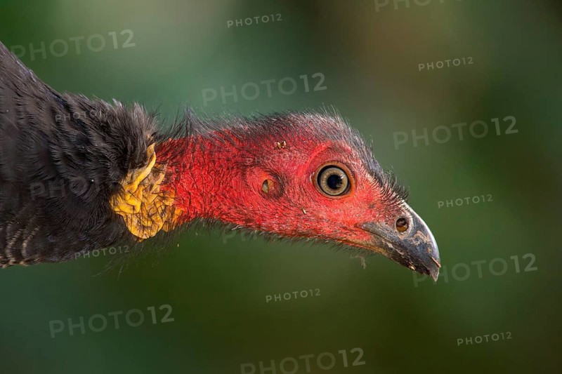 Australian Brushturkey (Alectura lathami) male, Queensland, Australia