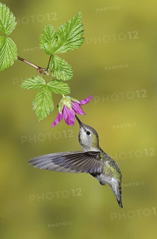 Anna's Hummingbird (Calypte anna), British Columbia, Canada