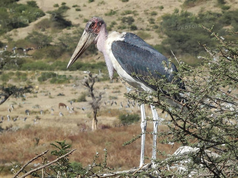 Close-up of marabou (leptoptilos crumenifer) sitting on a tree in the vast African savannah, Ethiopia